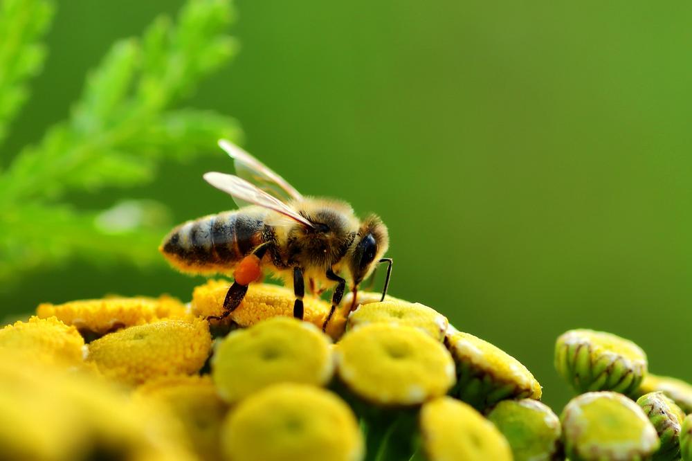 Unraveling the Mysteries of Bee Pollen's Spiritual Meaning