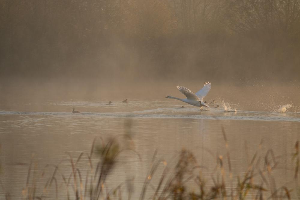 The Symbolic Meanings of Swan Dreams