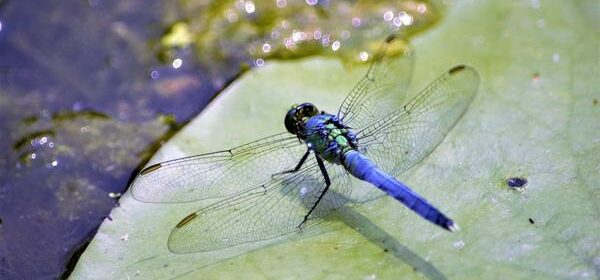 Blue Dragon Fly Spiritual Meaning