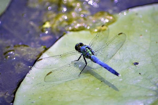 Blue Dragon Fly Spiritual Meaning