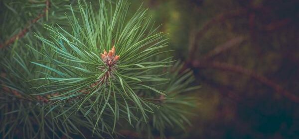 What Is the Spiritual Meaning of a Pine Tree