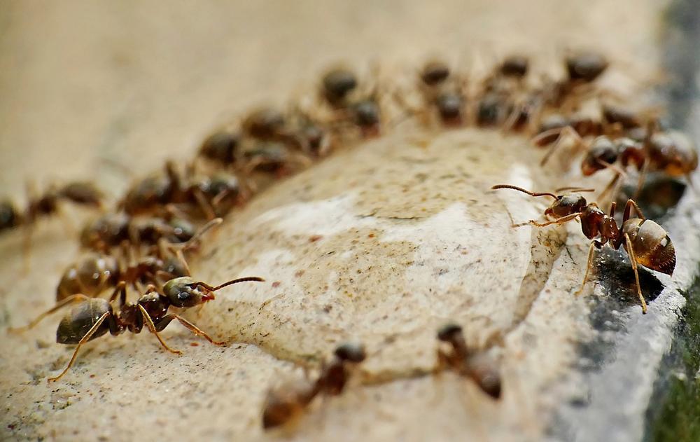 Decoding the Spiritual Meaning of House Ants