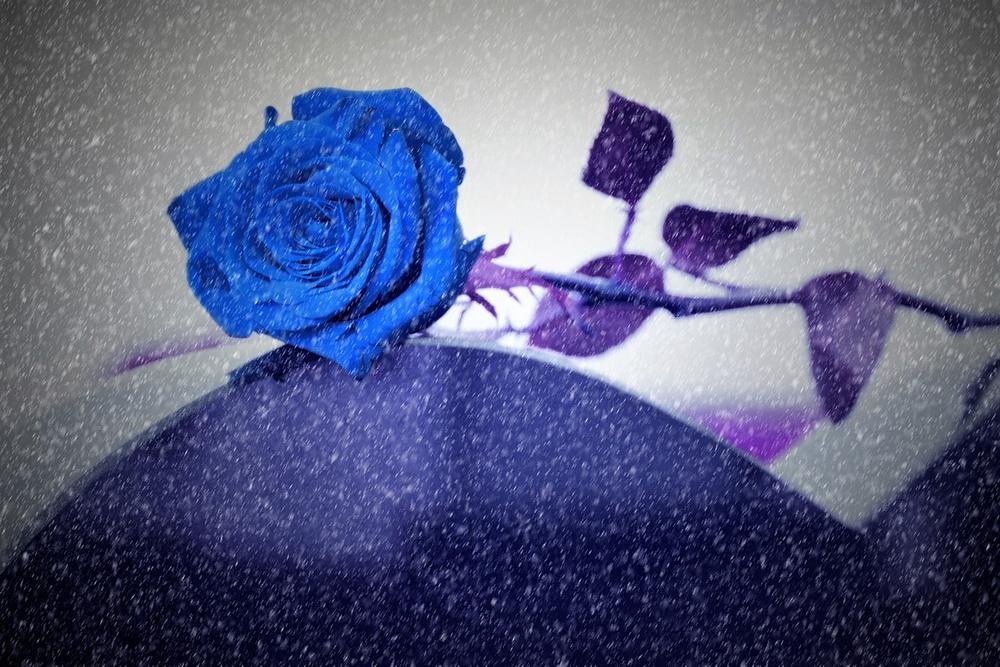 Spiritual Significance of Blue Roses
