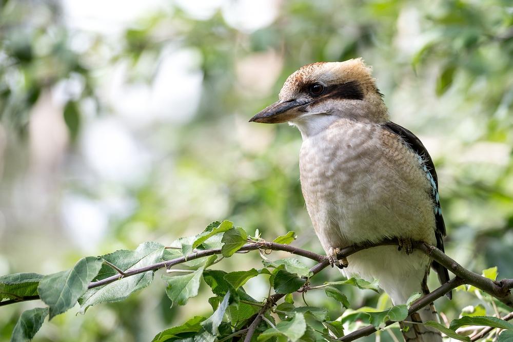 The Vibrant Personality and Life Lessons of the Kookaburra