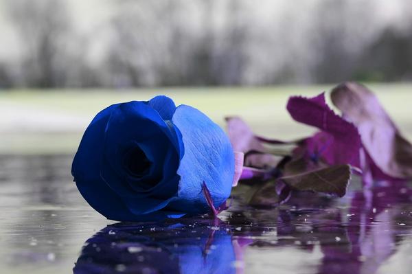 What Is the Spiritual Meaning of a Blue Rose