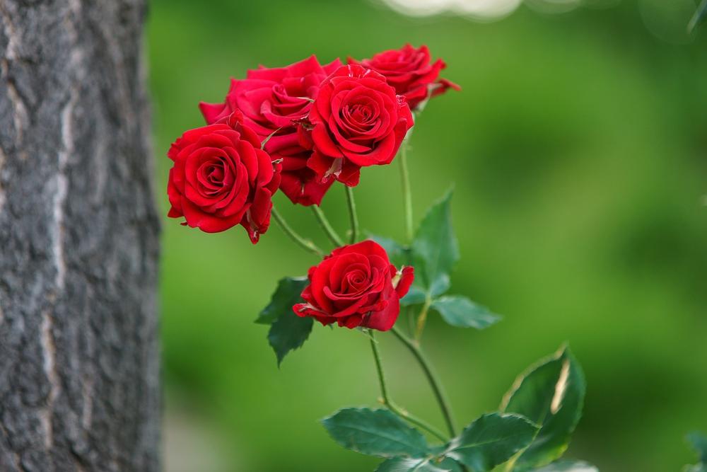 Red Roses as a Gift