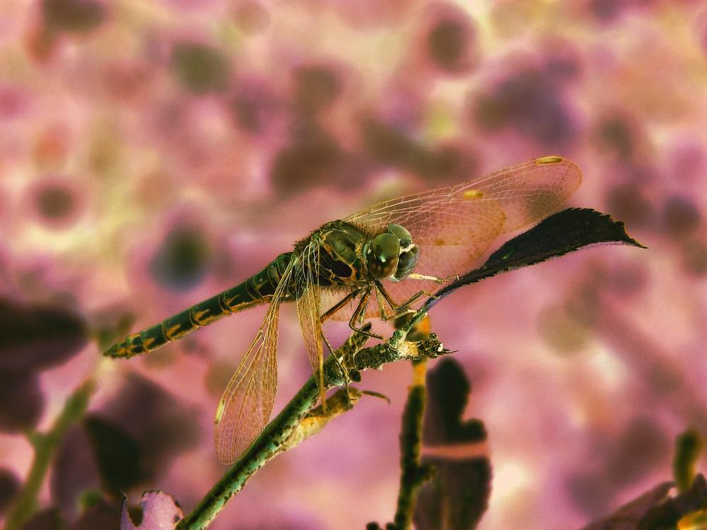 The Transformational Power of the Gold Dragonfly