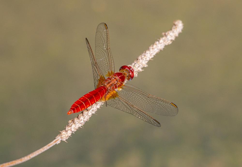 Red Dragonfly Meaning in Love and Relationships
