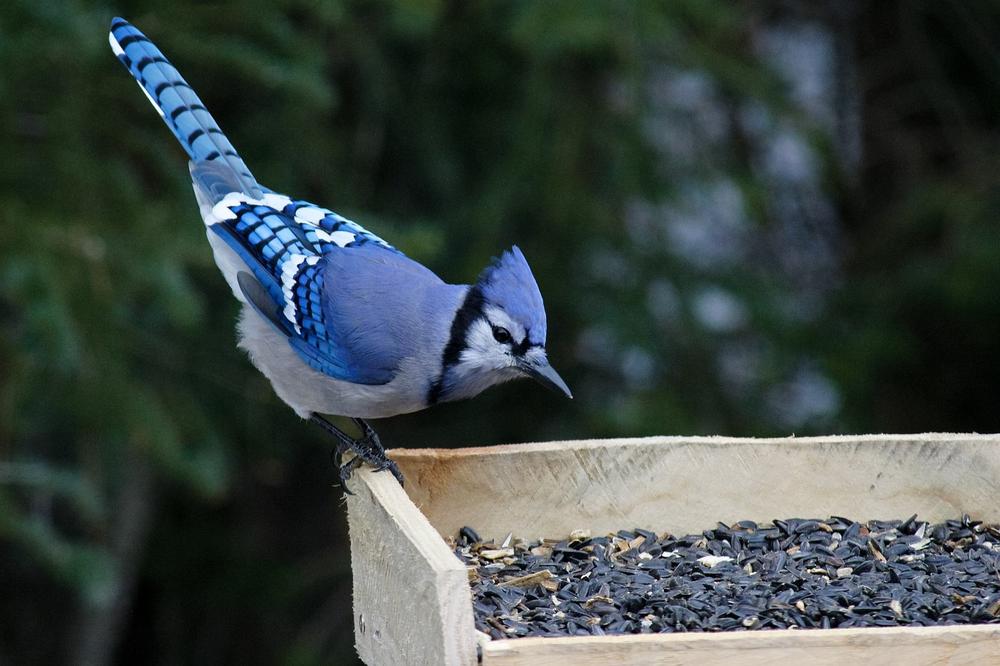 The Symbolic Role of Blue Jays in Native American Legends