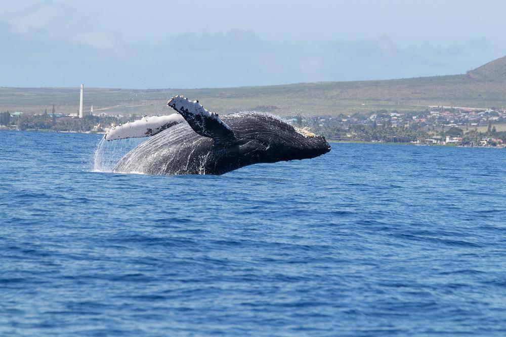 Beliefs and Meanings Associated With Whales Across Cultures