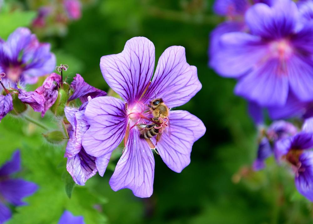 Symbolism of Bee: Productivity and Endurance