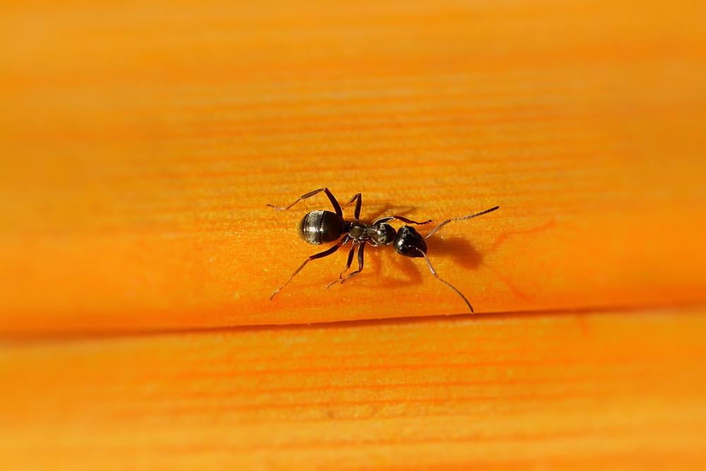 Understanding the Spiritual Significance of Ants Indoors