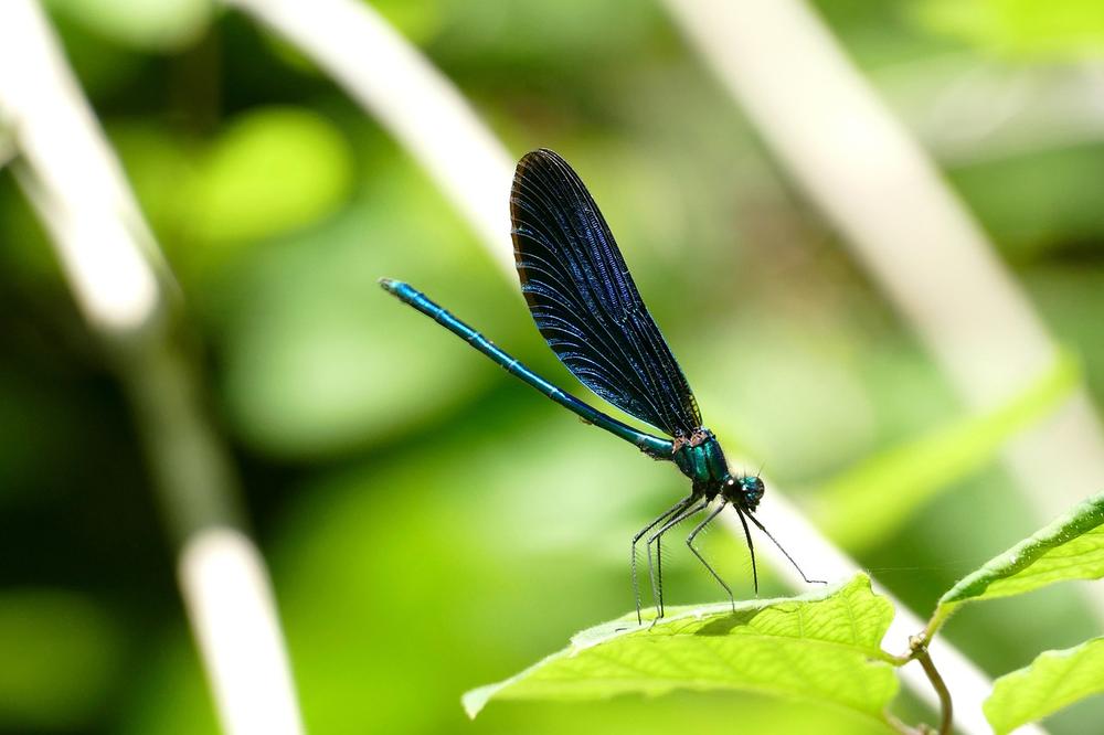 Blue Dragonfly Spiritual Meaning