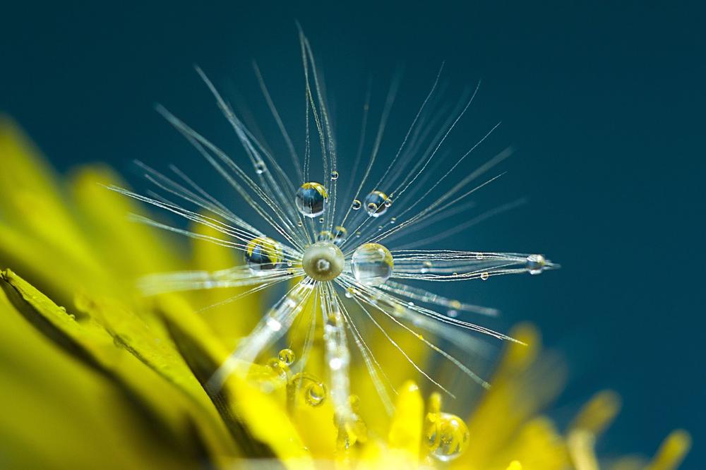 The Resilient Spirit of Dandelions