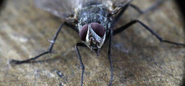 Spiritual Meaning of Flies in Your House