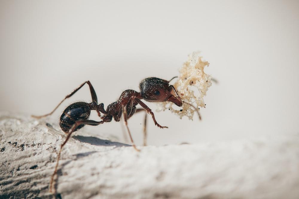 9 Spiritual Meanings of Ants in the House