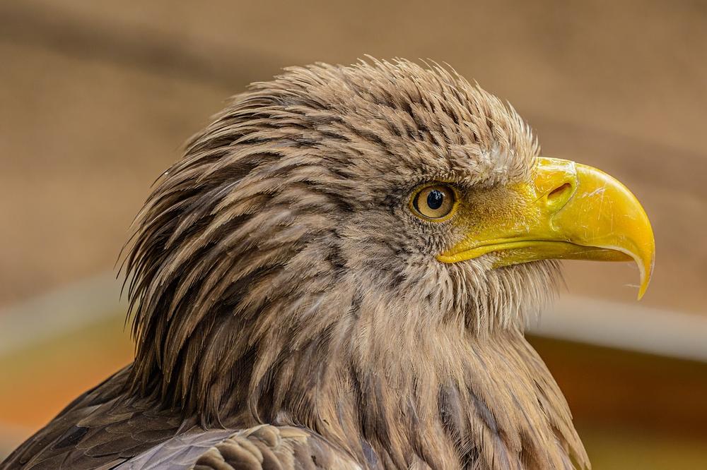 8 Spiritual Gifts of an Eagle