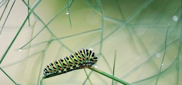 Seeing a Caterpillar Spiritual Meaning