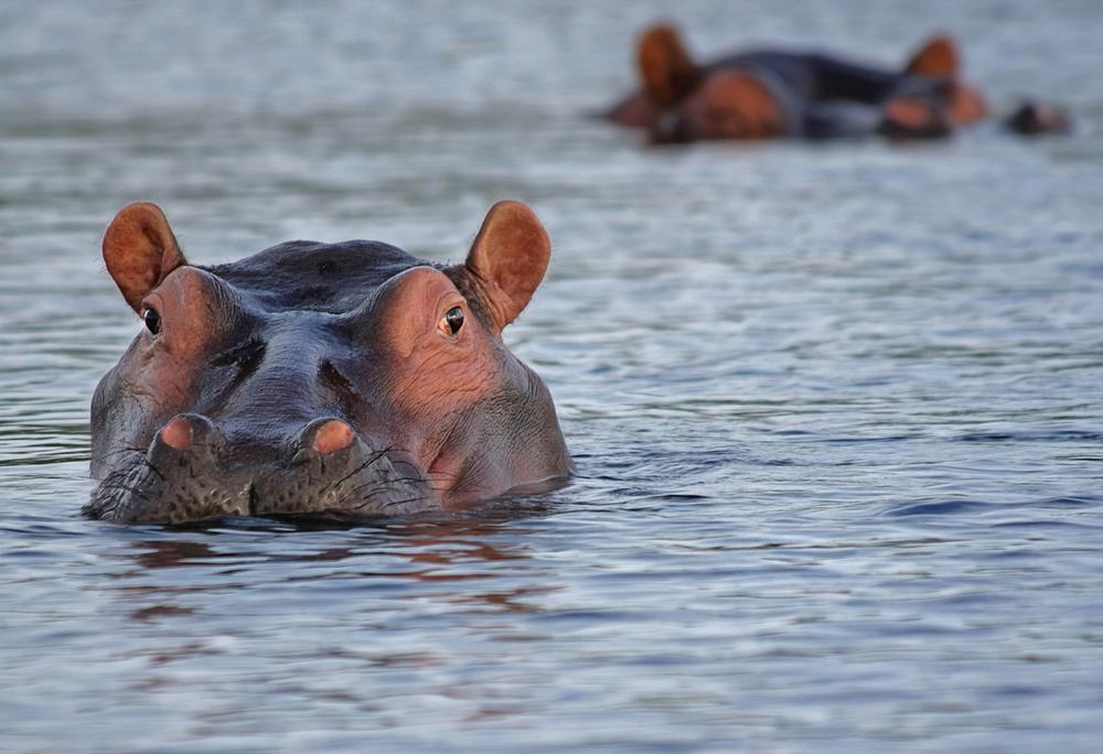 Hippo Symbolism and Divine Connection