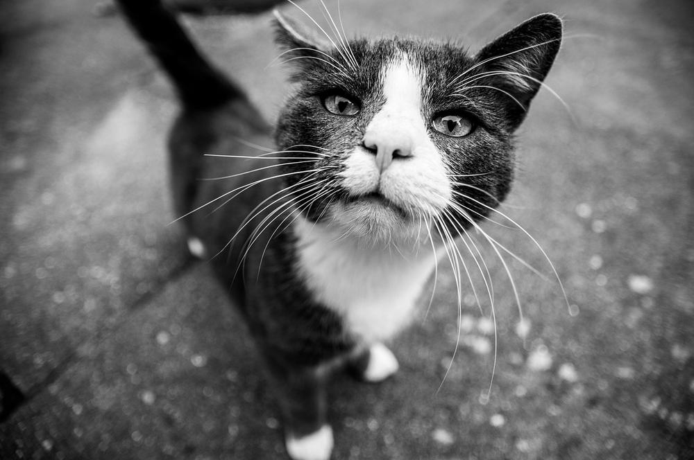 The Spiritual Significance of Encountering a Black and White Cat on Your Path