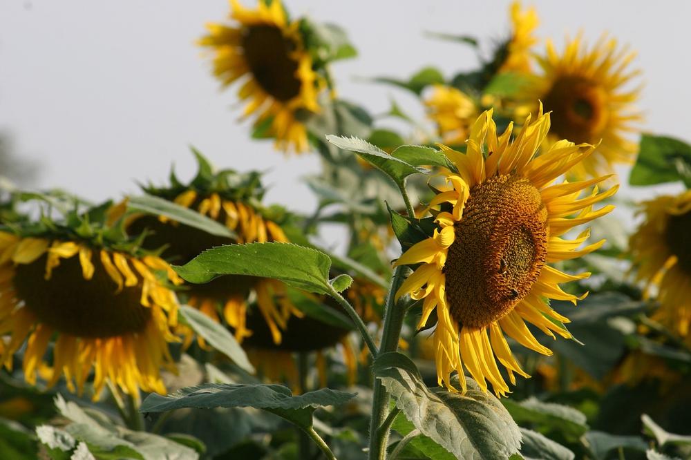 Sunflower Symbolism in Victorian England