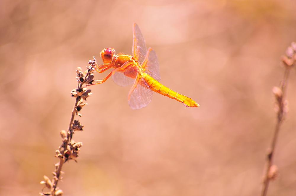 Dragonfly Meaning Death Symbolism