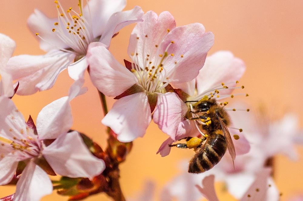 The Bee Symbolizes Endurance and Tenacity