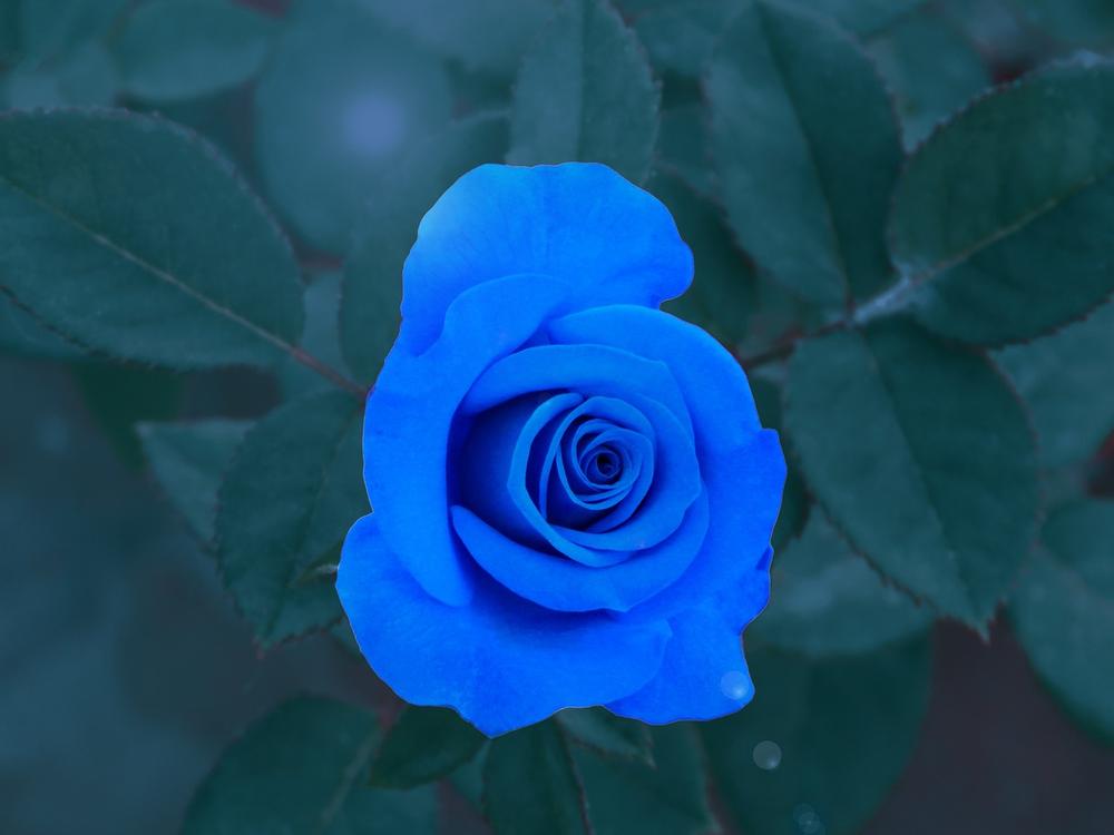 The Meaning and Symbolism of the Blue Rose