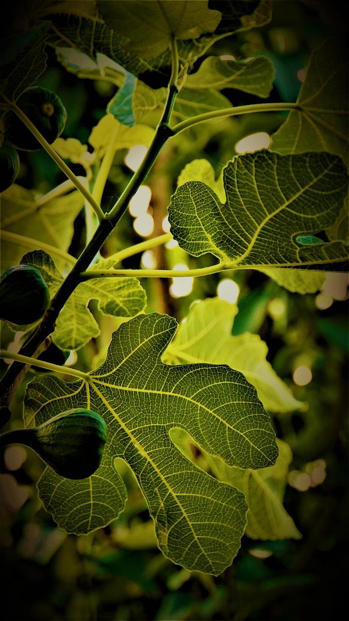 The Enduring Symbolism and Distinctive Features of Fig Trees
