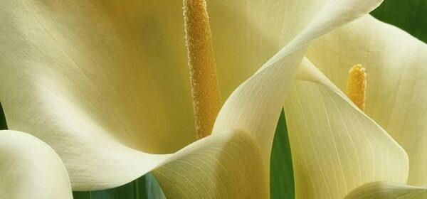 What Is the Spiritual Meaning of Lilies