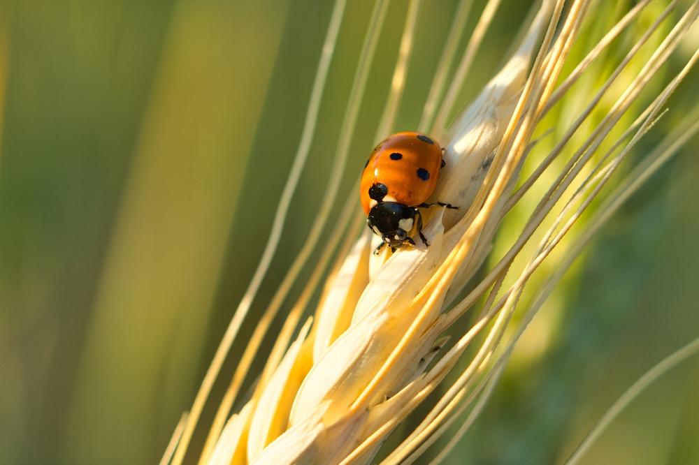 Ladybug's Symbolic Power of Protection and Abundant Luck