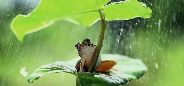 What Is the Spiritual Meaning of a Frog