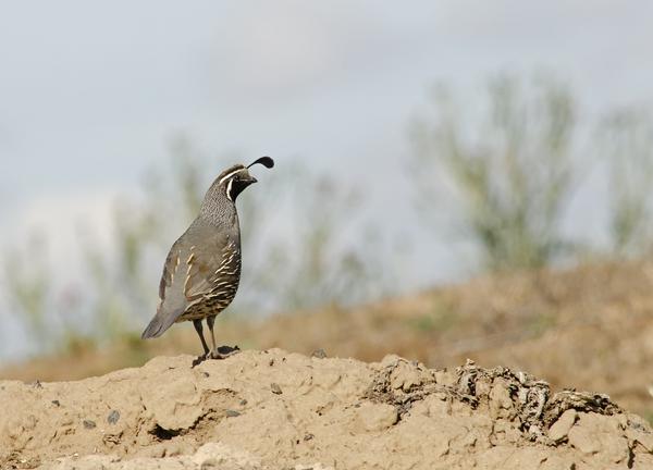 What Is the Spiritual Meaning of Quail