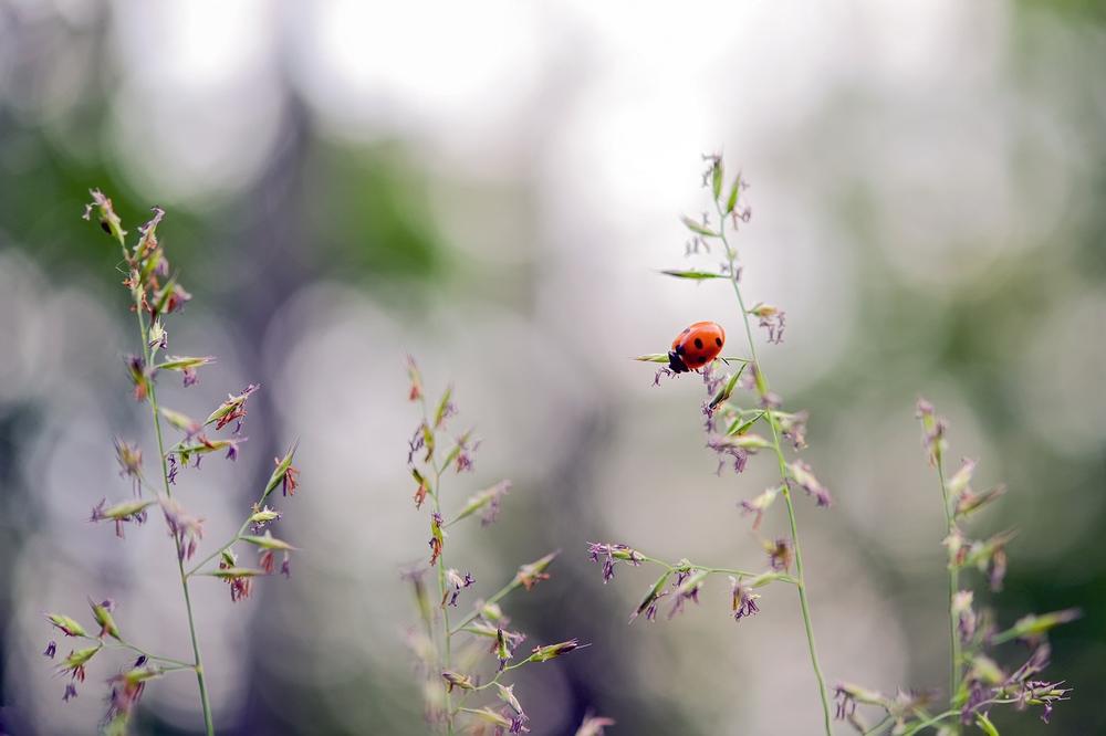 Ladybug Symbolism and Spiritual Connections
