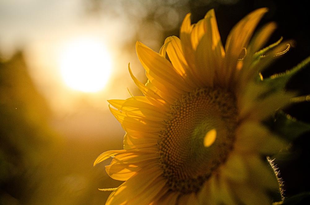Symbolic Meanings and Cultural Significance of Sunflowers
