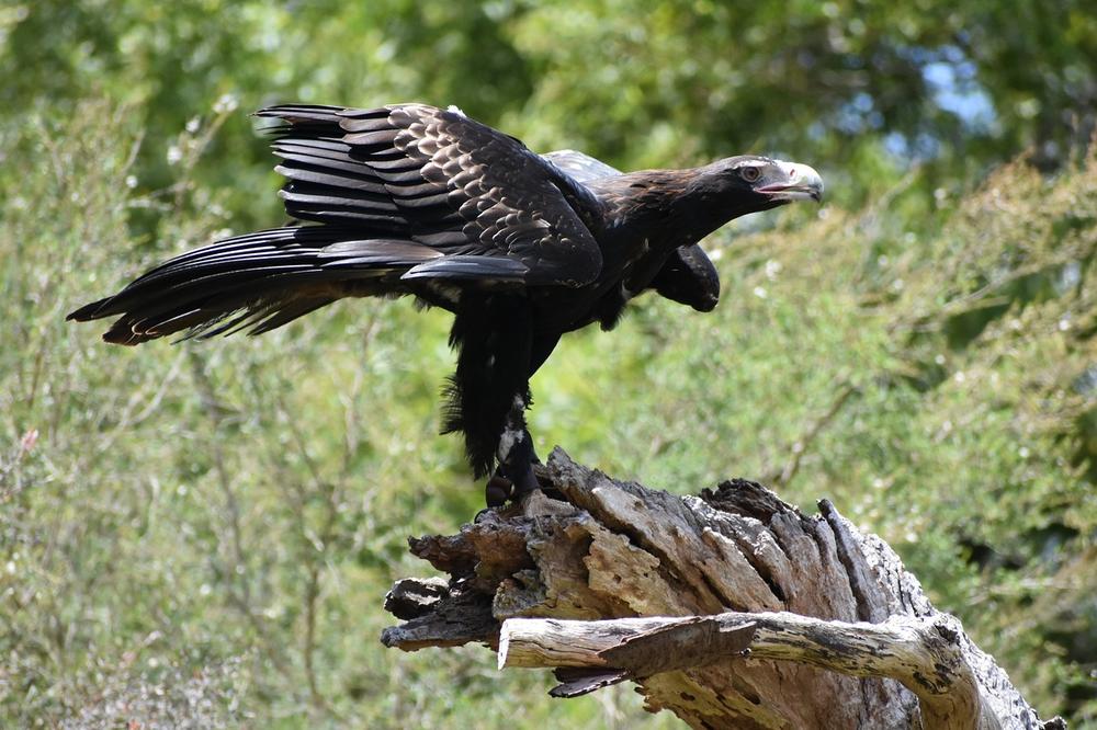 Spiritual Meaning and Symbolism of the Wedge-Tailed Eagle