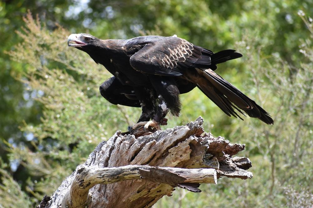 The Wedge-Tailed Eagle as a Sacred Messenger in Aboriginal Mythology