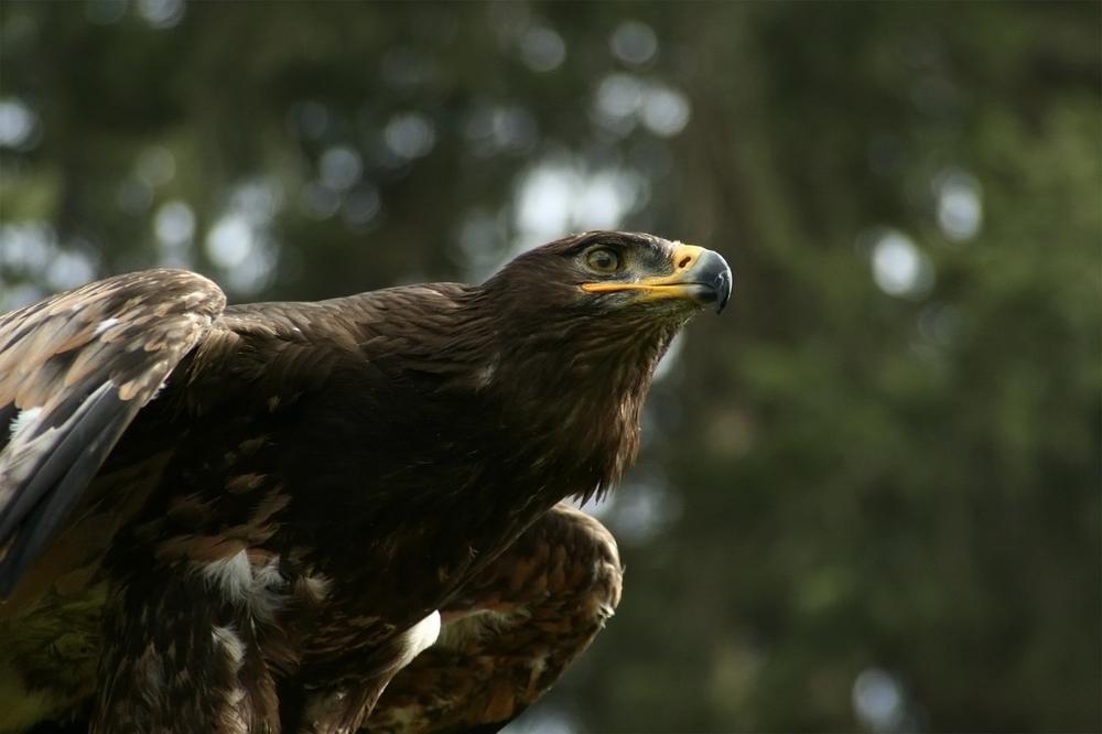How Eagle Eyes Represent Spiritual Strength and Protection?