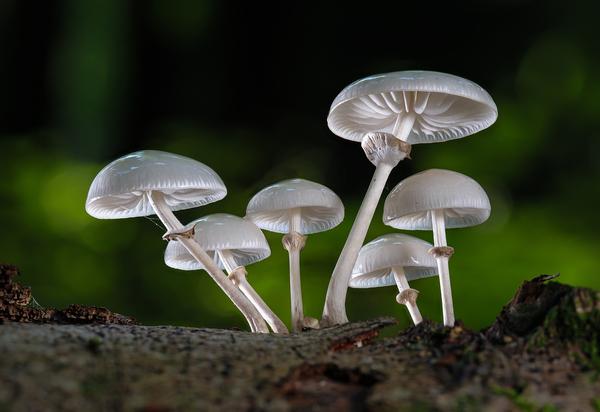 What Is the Spiritual Meaning of Mushroom