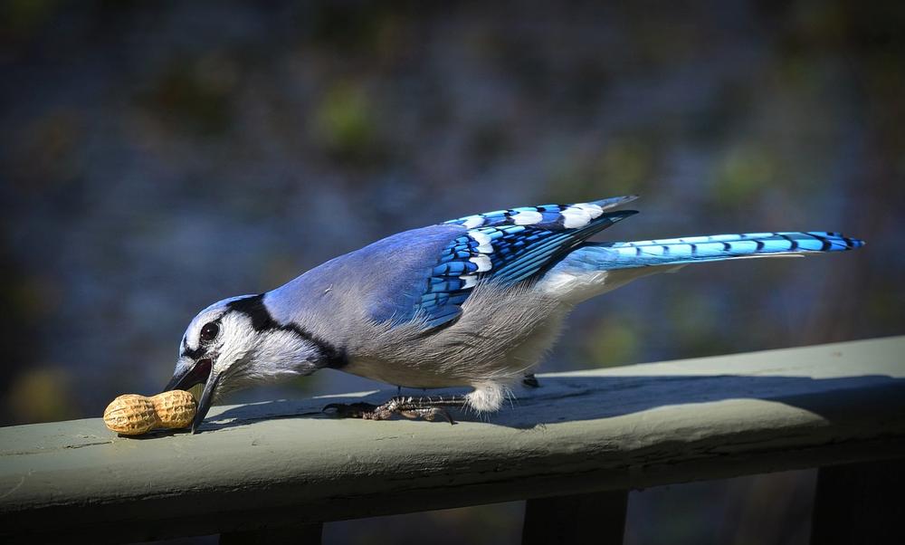 Spiritual Meaning of Blue Jays