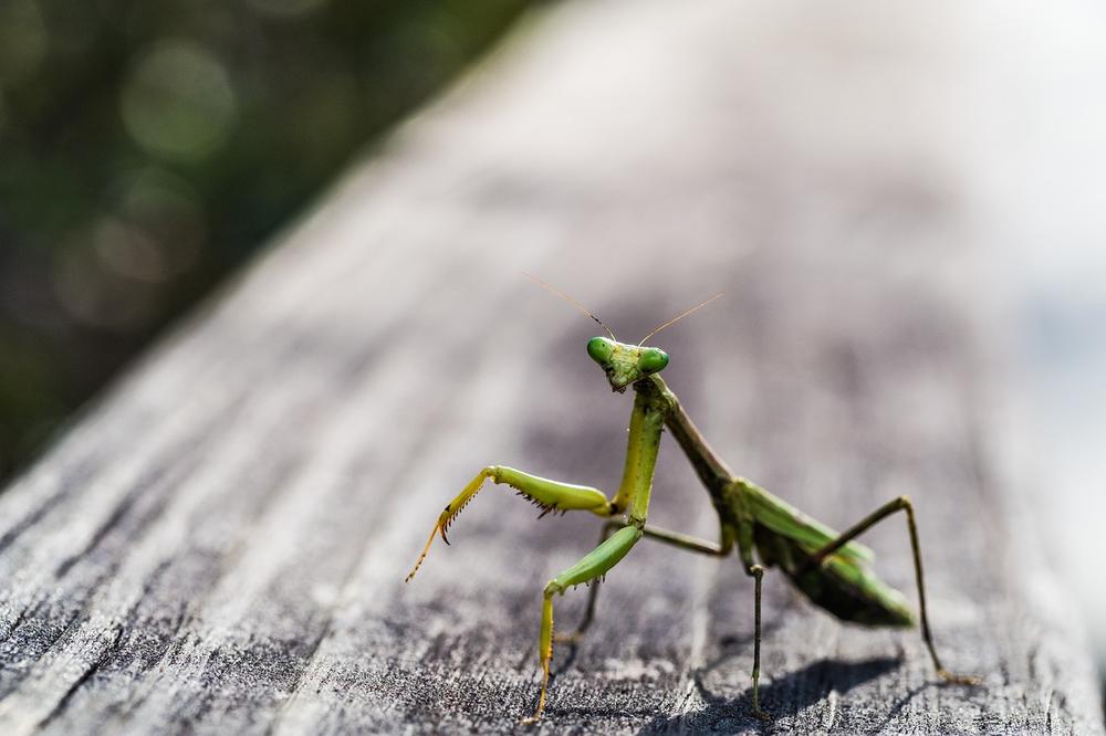 Praying Mantis in Dreams and Omens