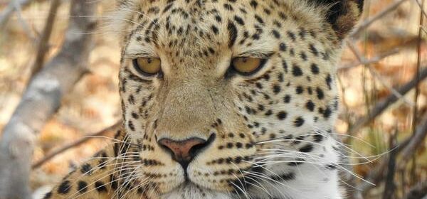 What Is the Spiritual Meaning of a Leopard