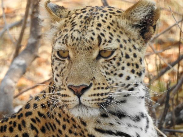 What Is the Spiritual Meaning of a Leopard
