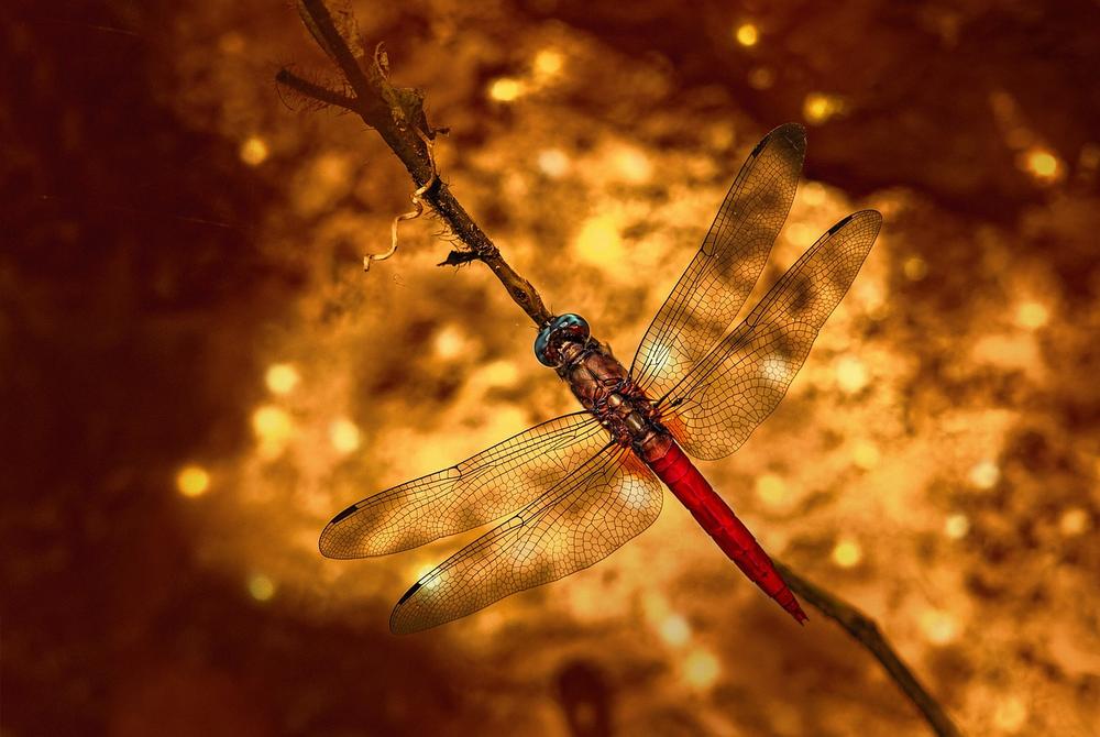 Dragonfly Symbolism: Fairy Wings