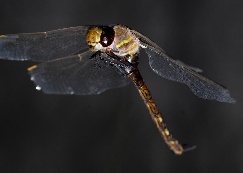 Understanding the Spiritual Meaning of Dragonflies Flying Together