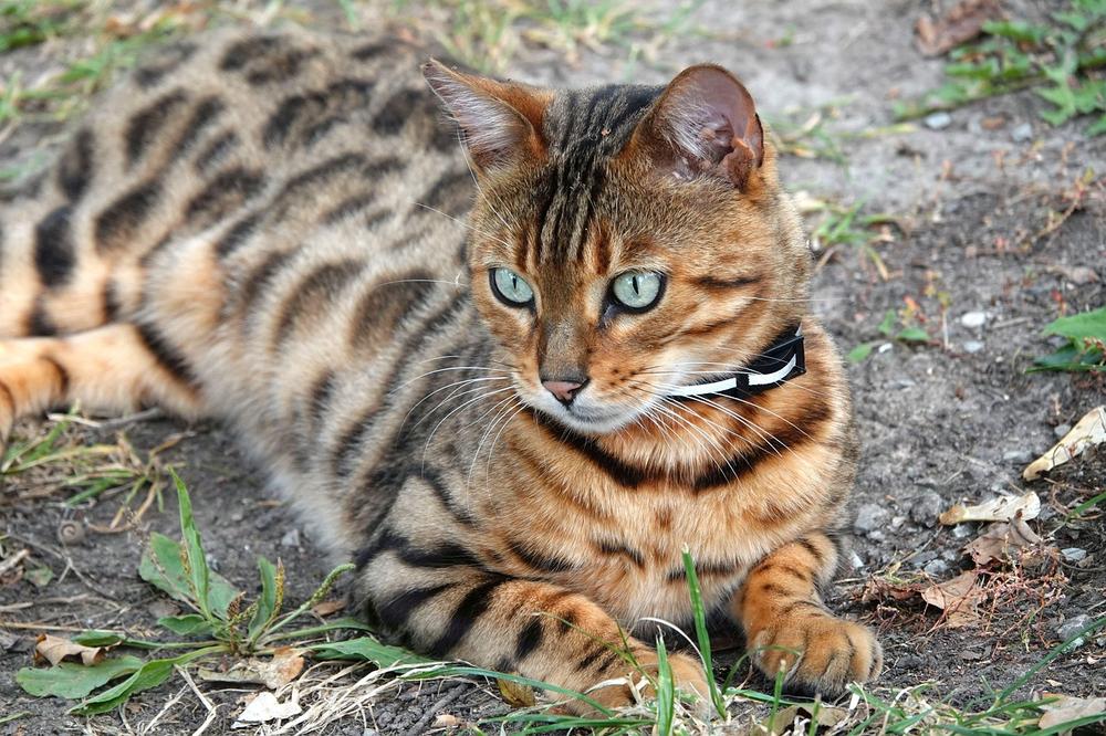 Bengal Cats and their Role in Spiritual Transformation