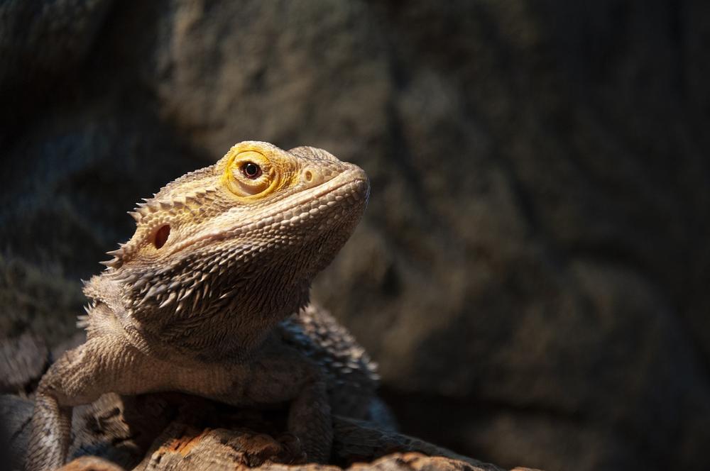 The Spiritual Significance of Bearded Dragon Encounters