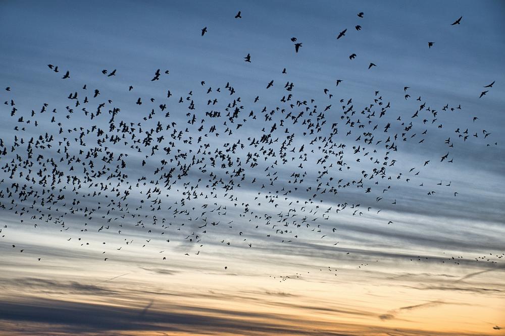 What Does a Flock of Birds Symbolize?