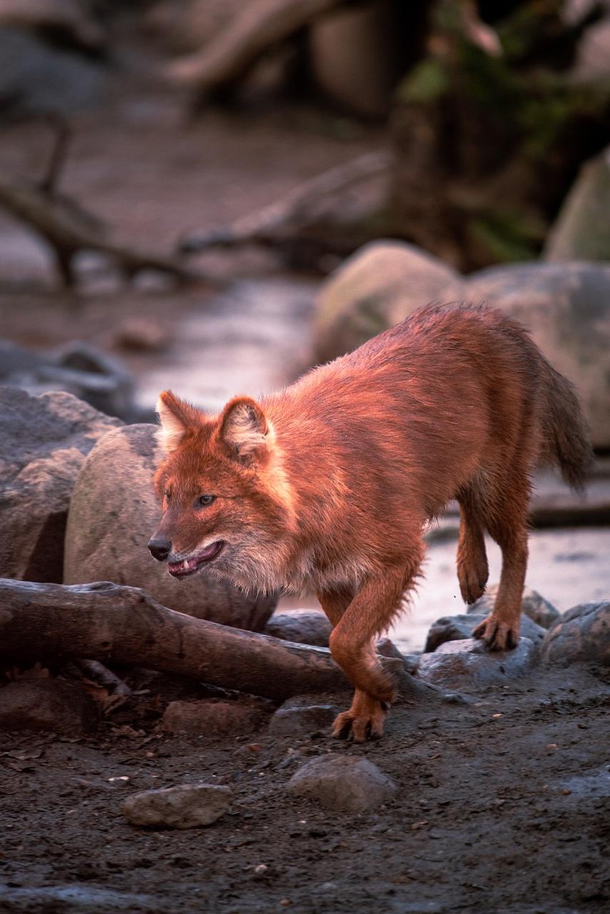 The Red Wolf’s Connection to Intuition and Spirituality