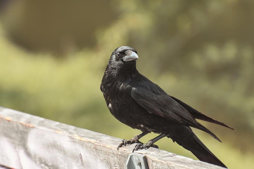 The Influence of Crows as Spiritual Guides